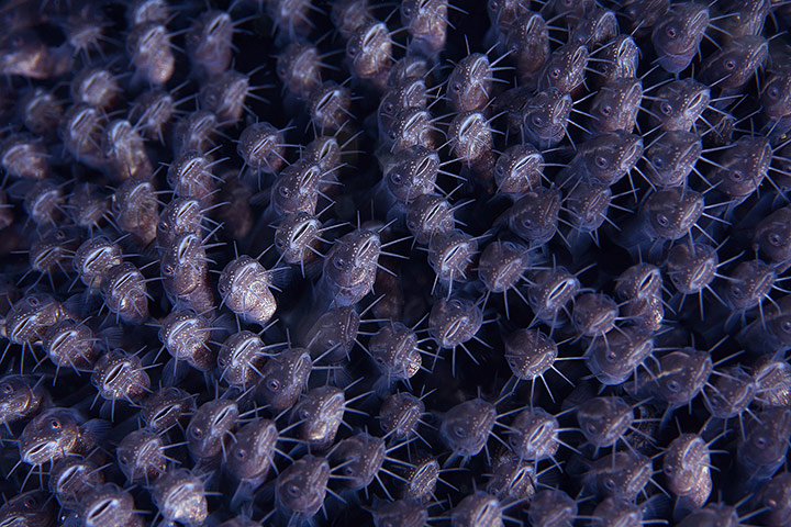 4th-annual-DEEP-Indonesia-019